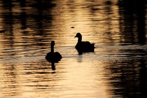 2014-06-21_1403062_37268119