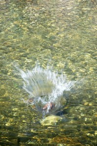 2016-08-06_splash-3-1190007